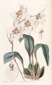 Rhynchostele cervantesii by Miss Drake